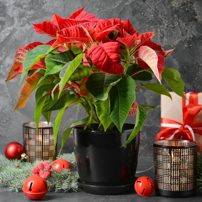2 Poinsettia Plants Live, Dwarf Red Poinsettia Flowers Christmas Decorations, Holiday Houseplant, Poinsettias Trees Plants, No Pot, 5-9" Tall