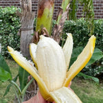 Basjoo Banana Tree Live Plant, Edible Fruit, 4-6" Tall