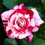 Rose Plant Live, Rose Bush Live Plant, Fragrant Flowers Ready to Plant, 5-9 Inch Height, Well-Rooted, No Pot (Stripe Red White Rose)