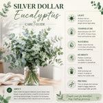 Silver Eucalyptus Plant Live, 5-7 Inc Tall, Cold Hardy Tree, Fragrant Foliage, Eucalyptus Plant, Ready for Indoor Outdoor Planting