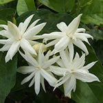 3 Double White Jasmine Live Plant from 5 to 8 Inches Tall, Live Jasmine Plants Indoor, Live Jasmine Plant, Jasmine Plant Pot