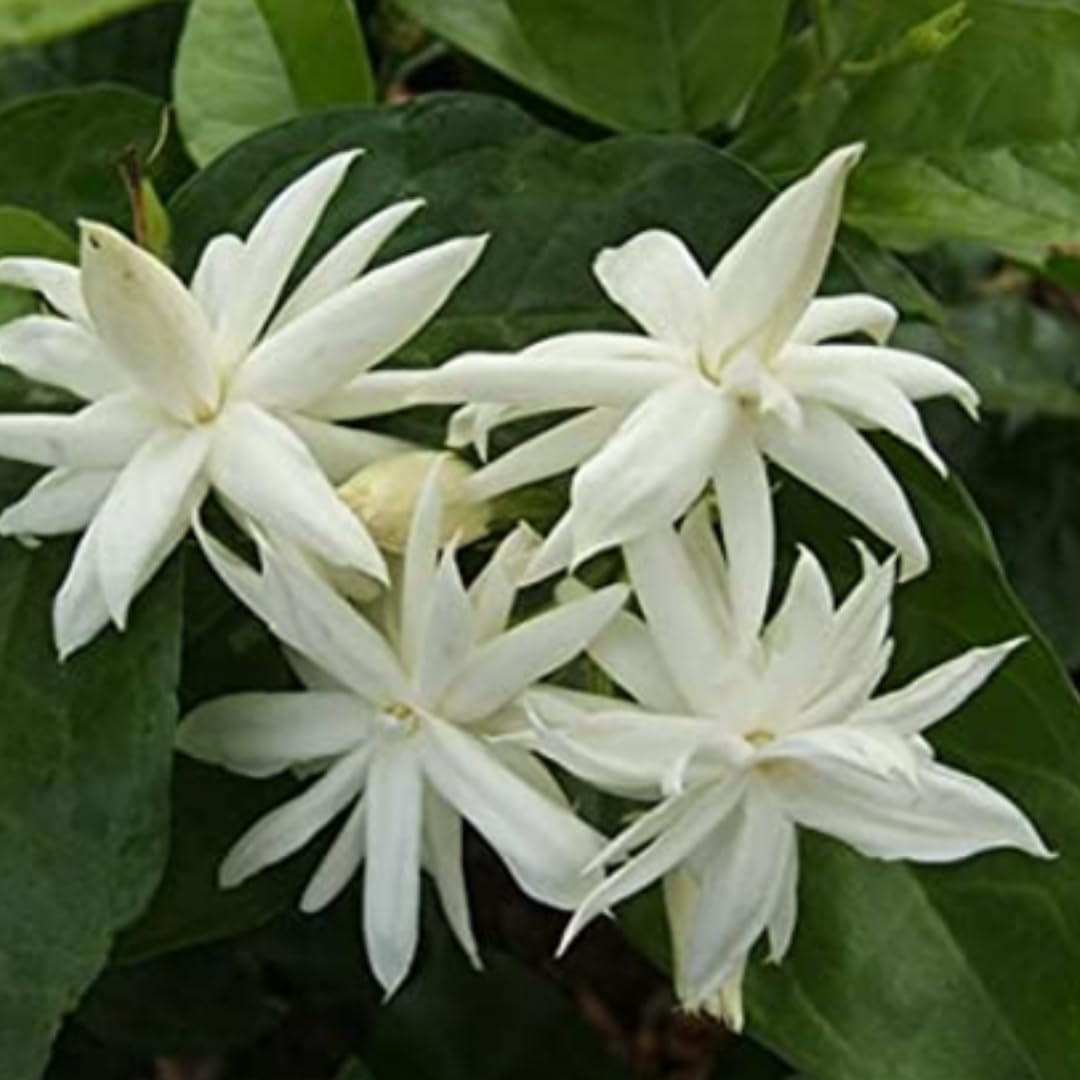 3 Double White Jasmine Live Plant from 5 to 8 Inches Tall, Live Jasmine Plants Indoor, Live Jasmine Plant, Jasmine Plant Pot