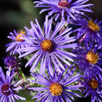 Set 2 Purple Aster Live Plants, Aster Flowering Plant for Planting, 4 to 6 Inch Tall