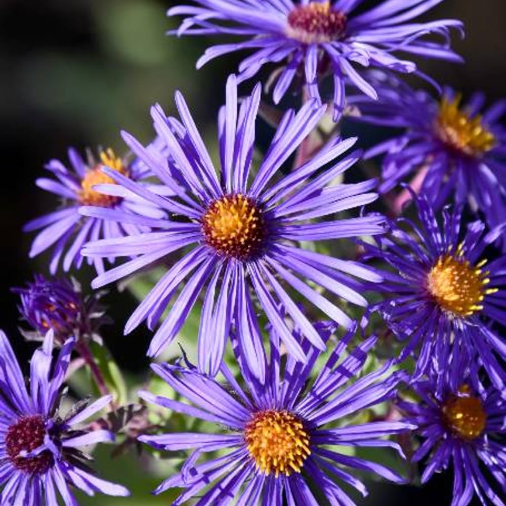 Set 2 Purple Aster Live Plants, Aster Flowering Plant for Planting, 4 to 6 Inch Tall