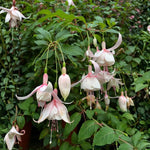 Set 2 White Fuchsia Plants Live 4-7 Inches Tall, Colorful Hanging Flower Plants for Patio, Garden and Containers