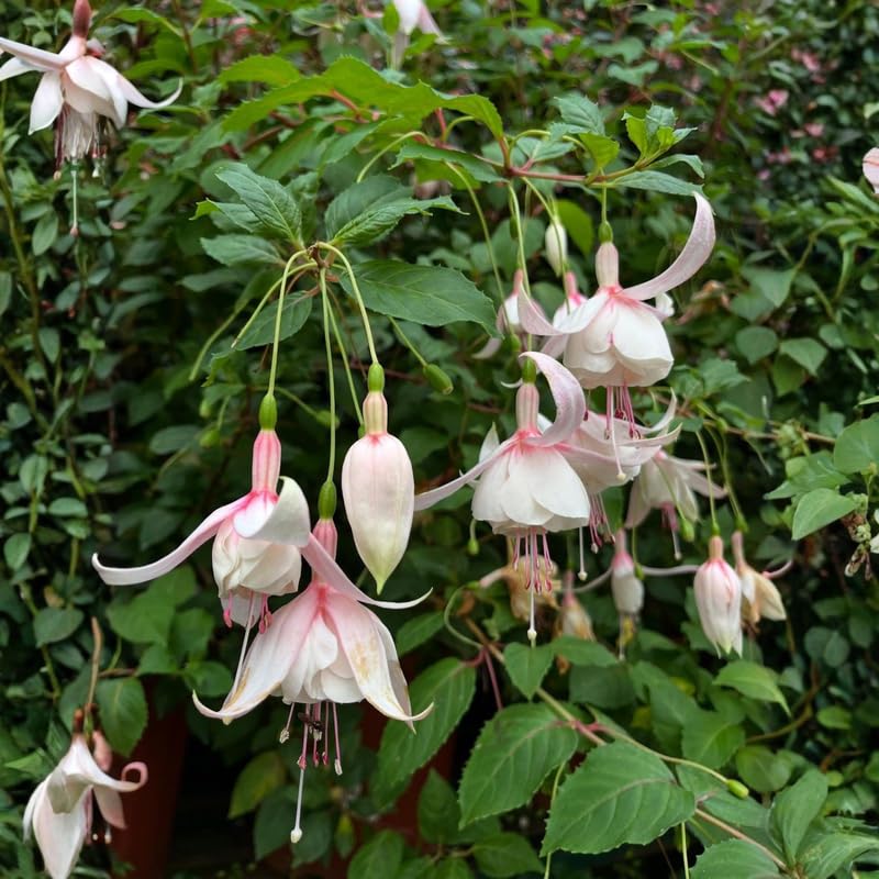 Set 2 White Fuchsia Plants Live 4-7 Inches Tall, Colorful Hanging Flower Plants for Patio, Garden and Containers