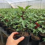 Roselle Hibiscus Plant Live, Hibiscus Sabdariffa Plant, Red Sorrel Jamaica Live Plant, Well Rooted, 6 to 8 Inches Tall, Red Roselle Shrubs for Outdoor Planting