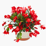 Christmas Cactus Plants Live, Thanksgiving Cactus Easter Cactus Like, 4-8 Inc Tall, Cold Hardy, Holiday Cactus for Indoor Outdoor Planting, Starter Size (Red)