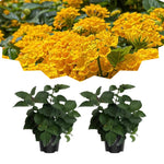 Pack 2 Lantana Live Plants for Planting, Hardy Perennial Lantana Bushes Well Rooted 4-7 Inches, Assorted Blooms (Yellow Flowers)
