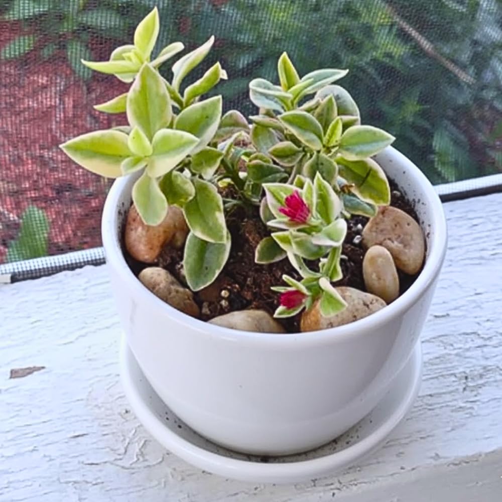 Variegated Ice Plant, Baby Sun Rose Live Plant, Ice Plants, Variegated Foliage for Indoor Outdoor Growing, 4-6 Inches Tall in 4 Inch Pot