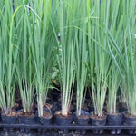 10 Lemon Grass Live Plants for Outdoor Spring Planting, Annuals, Stalks Lemongrass Plants Perennial Live Outdoor for Growing