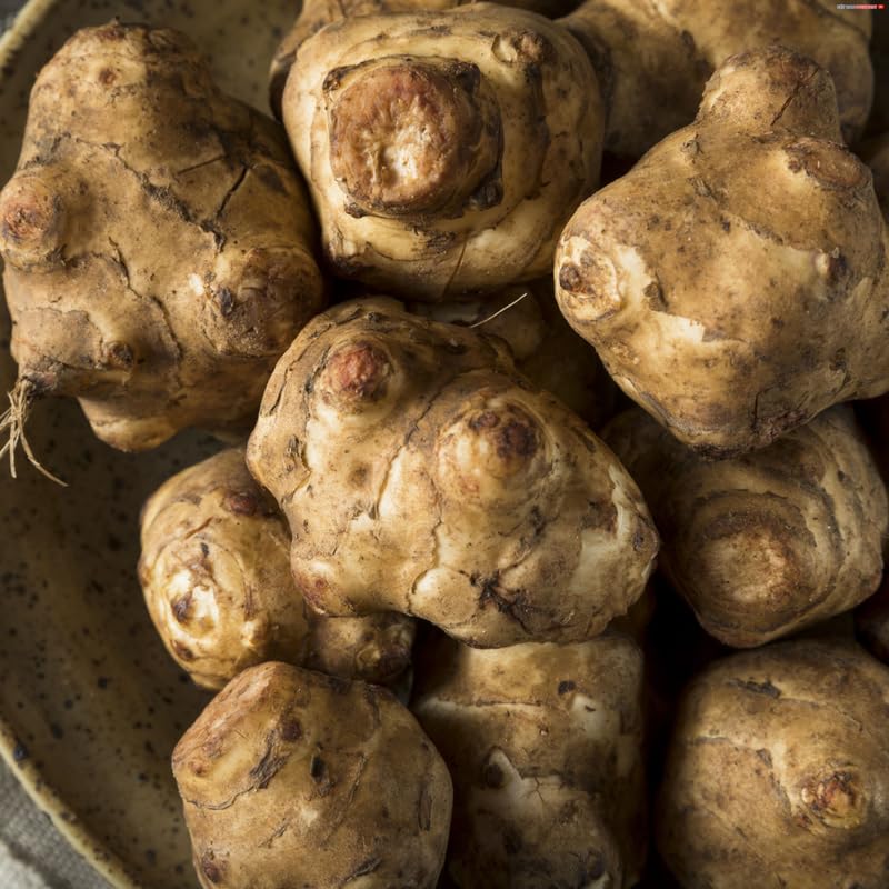 1 Pound Jerusalem Artichoke for Planting Outdoors, Jerusalem Artichoke Root Plant