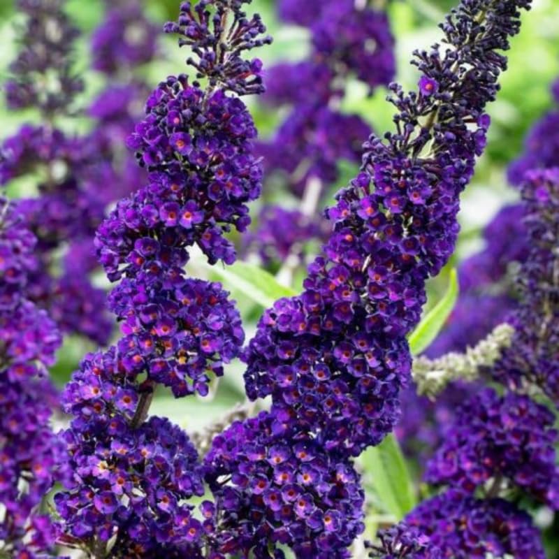 Black Butterfly Bush Buddleia Butterfly Plant Live, 4-9" Tall Well-Rooted for Outdoor Gardens, Perennial Shrub, No Pot