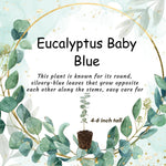Eucalyptus Plant Live Indoor, Baby Blue Eucalyptus Tree Live Plant, 4 to 7 Inches Tall for Indoor Outdoor Growing