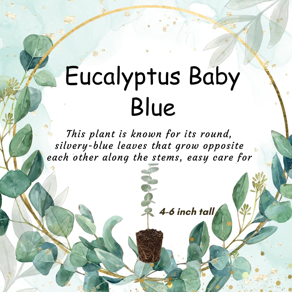 Eucalyptus Plant Live Indoor, Baby Blue Eucalyptus Tree Live Plant, 4 to 7 Inches Tall for Indoor Outdoor Growing