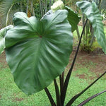 Combo 3 Green Leaf Black Stems Colocasia Live Plants, Elephant Ear Esculenta Taro, 5 to 8" in Tall, Alocasia Live Plant for Planting, Live Houseplant Colocasia Plant