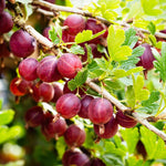 Gooseberry Bush Live Plant, 5-9 Inch Tall, Gooseberry Plant Live for Growing, Gooseberry Tree Live Plant
