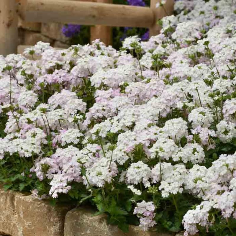 2 White Verbena Plants Live, Perennial Ground Cover or Trailing Bushes Shrubs, 5-9 Inches Tall, Verbena Flower for Planting