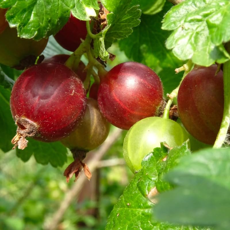 Sweet Gooseberry Plant Live for Planting, 5-9 Inch Tall, Gooseberry Bush Live Plant, Gooseberry Fruit Tree Plant, Gooseberry Bareroot, Gooseberry Tree (Jeanne Gooseberry)