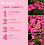 Set of 2 Pink Verbena Plant Live, Perennial Verbena Flowers, Pink Flower Plant, 5-7 Inches Tall for Outdoor Gardening