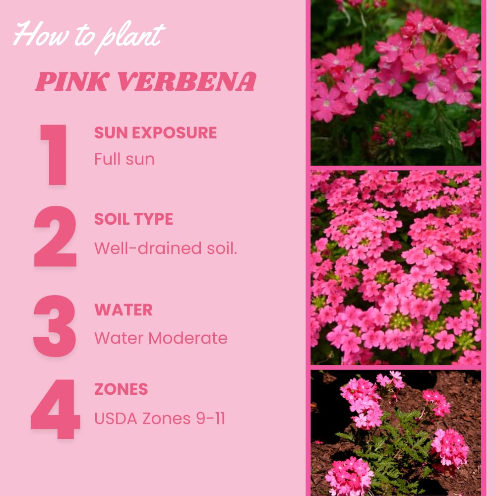 Set of 2 Pink Verbena Plant Live, Perennial Verbena Flowers, Pink Flower Plant, 5-7 Inches Tall for Outdoor Gardening