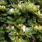 Pack 6 Cuttings White Yellow Honeysuckle Plant, 8-10" Unrooted Cutting, Flower Honeysuckle Vine Plant Cutting for Planting Outdoor Garden