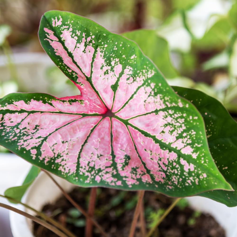 Set 2 Caladium Plants, Mix Caladium Houseplant Live 4-6 Inches Tall, Garden and Container Growing (Pink)