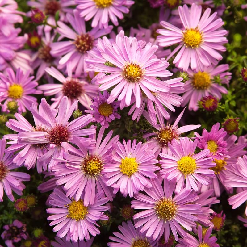 Set 2 Hardy Aster Plants Live, Perennial Aster Flowers for Planting Outdoor, Container, Garden 4-8 Inches - Pink Blooms