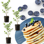 3 Cold Hardy Blueberry Bushes Seedlings, High-Yield Blueberry Trees Live Plants, 6 Months Old, Starter 3-6" in Tall, Cold Hardy Zones 4-7