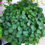 Money Plant Live Houseplant 4-6 Inches Tall, Pilea Peperomioides Plant, Money Indoor Plant for Beginners and Collectors