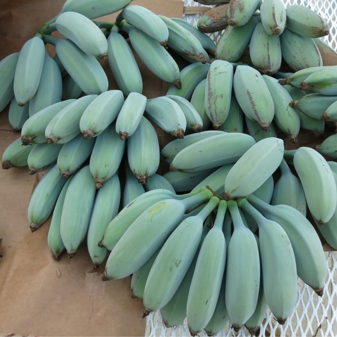 Ice Cream Banana Plants Live for Planting, Banana Trees Live Plants from 4 to 6 Inc Tall