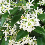 2 Star Jasmine Plants Live from 4 to 6 Inches Tall, Live Jasmine Plants Indoor