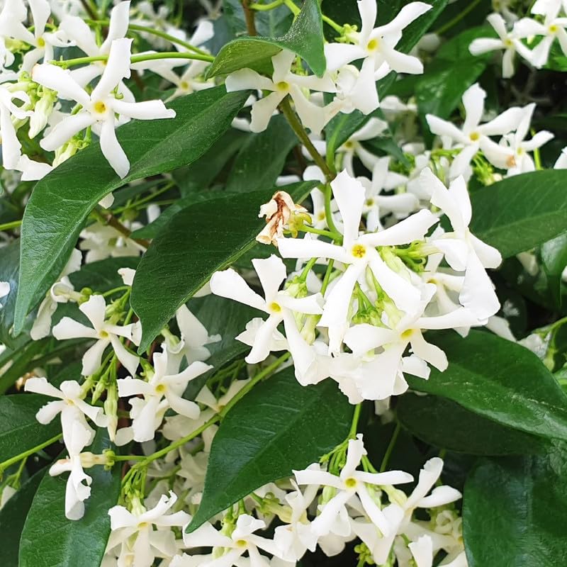 2 Star Jasmine Plants Live from 4 to 6 Inches Tall, Live Jasmine Plants Indoor