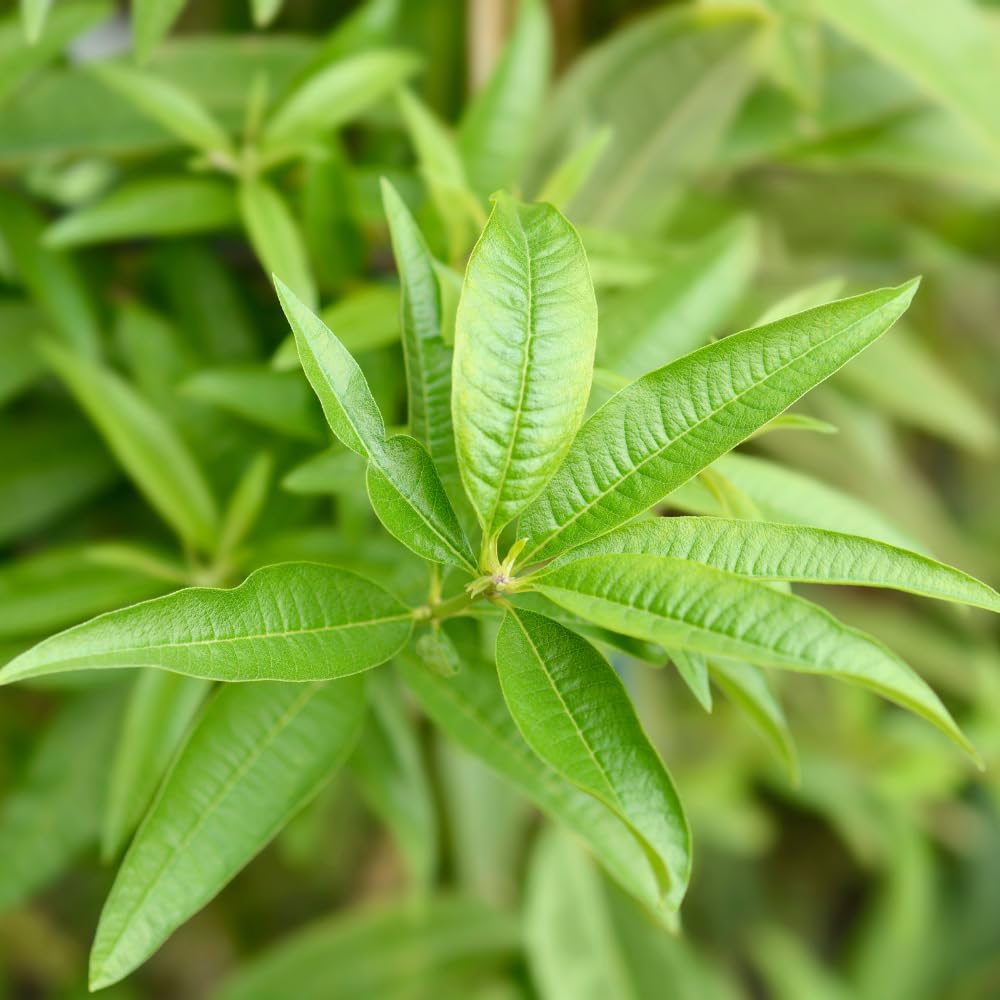 Live Lemon Verbena Herb Plant, 2-5 Inches Tall, Fragrant Culinary Herb for Containers, Raised Beds and Home Gardens