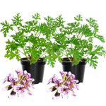 2 Pots Citronella Plants Live, Citronella Geranium Live Plants, 2 Plants per Pot, 4-7 Inch Tall Fragrant Perennial Herbs