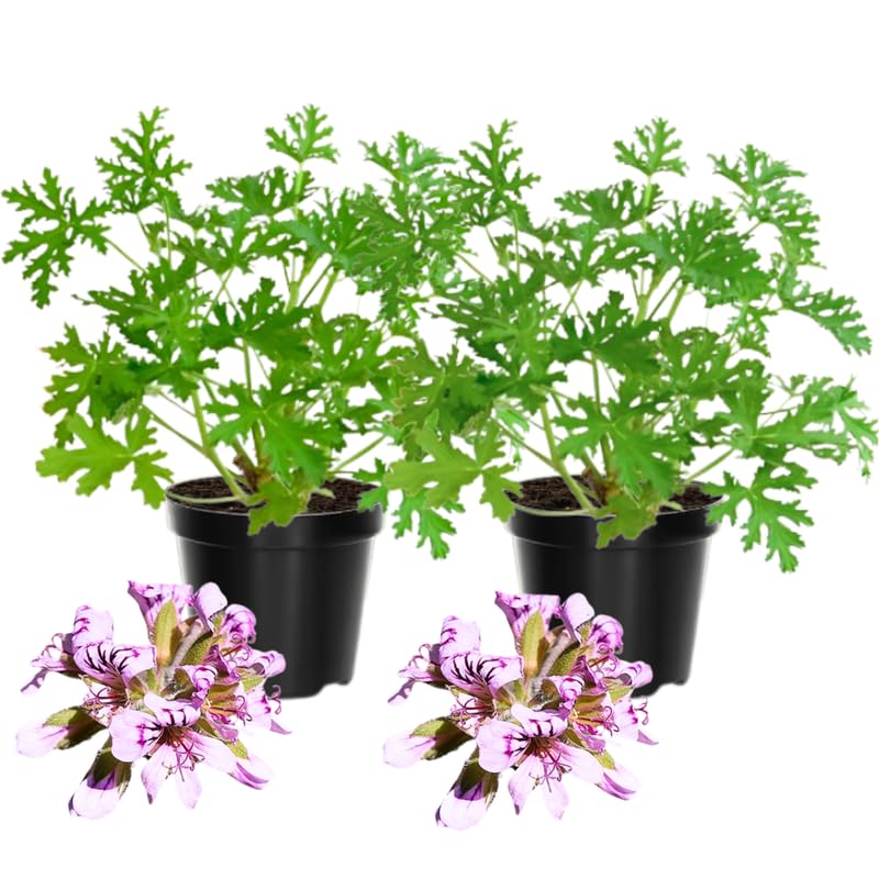 2 Pots Citronella Plants Live, Citronella Geranium Live Plants, 2 Plants per Pot, 4-7 Inch Tall Fragrant Perennial Herbs