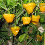 Set 3 Hot Pepper Live Plants, 90 Days Old Live Pepper Chili Plant for Spring Planting (Yellow Jamaican Scotch Pepper)
