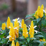 Set 3 Shrimp Plants for Planting, 4-9 Inches, Live Shrimp Shrub Plant Ready to Grow Outdoor, Yellow Blooms