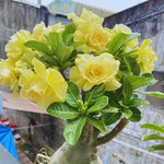 Adenium Desert Rose Plant Live, Desert Rose Live Plant, 4 to 6 Inc Tall (Double Yellow)