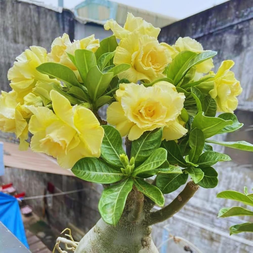 Adenium Desert Rose Plant Live, Desert Rose Live Plant, 4 to 6 Inc Tall (Double Yellow)