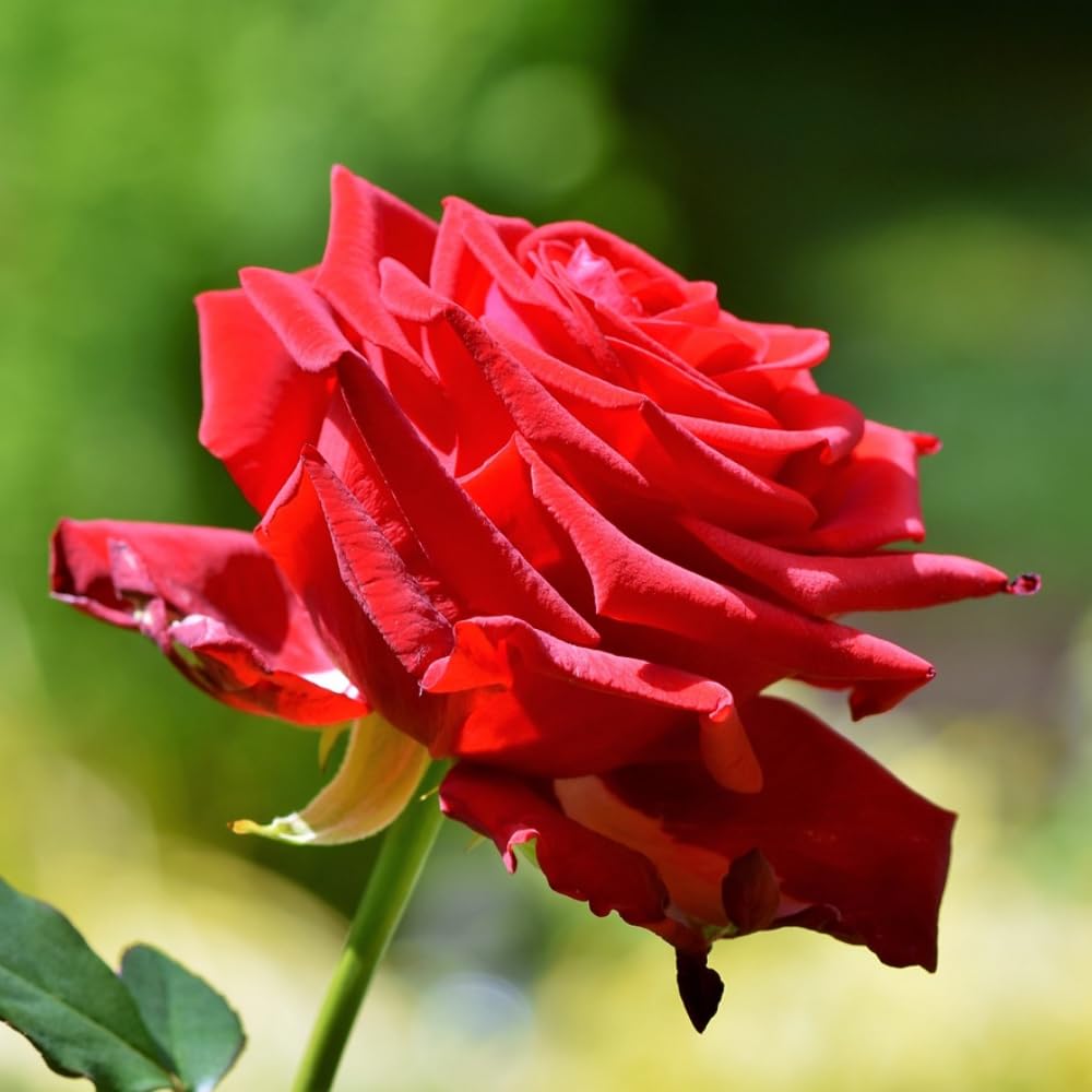 Red Rose Live Plant, Rose Bush Ready to Plant Well Rooted 5-9 Inch Tall, Heirloom Rose Flowers, No Pot
