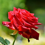 Rose Bushes Ready to Plant Outdoor, Bareroot 5-9 Inch Tall, Fragrant Rose Flower (Red Rose)