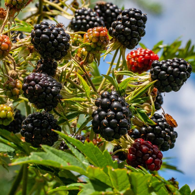 2 Thornless BlackBerry Plants Live for Planting, BlackBerry Bushes Live Plants 5 to 8 Inc Tall, Blackberries Fruit (Sweet Pie BlackBerry)