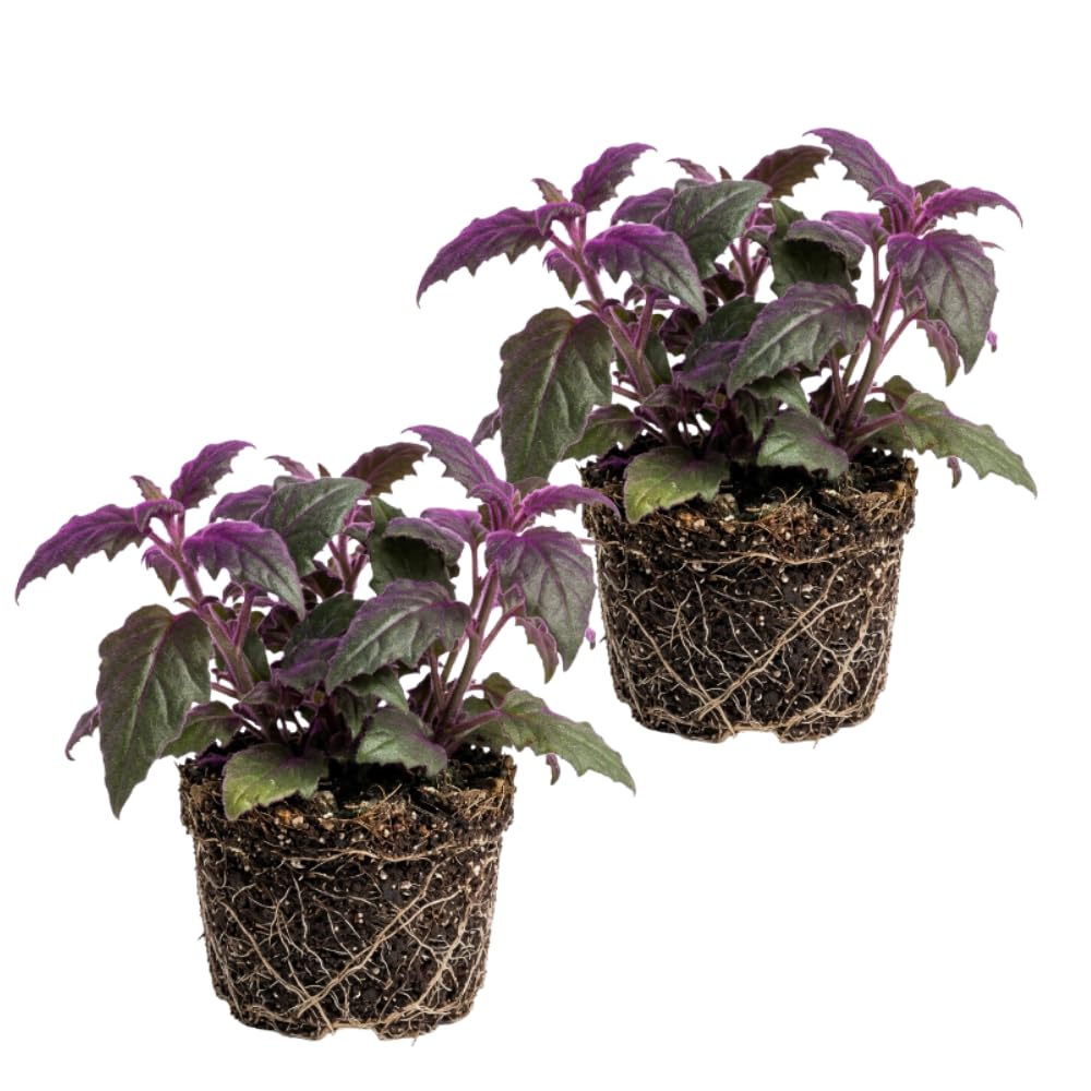 Pack 2 Purple Passion Plants, Gynura Purple Passion Plant Live, 4-6 Inc Tall, Easy Care Houseplant for Home and Office Decoration