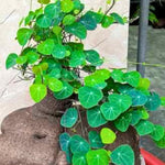 Stephania Plant, Stephania Cephalantha Live Caudex, 2-2.5 Inches Wide, Rare Succulent for Indoor Outdoor Decoration, 4-5 Cm