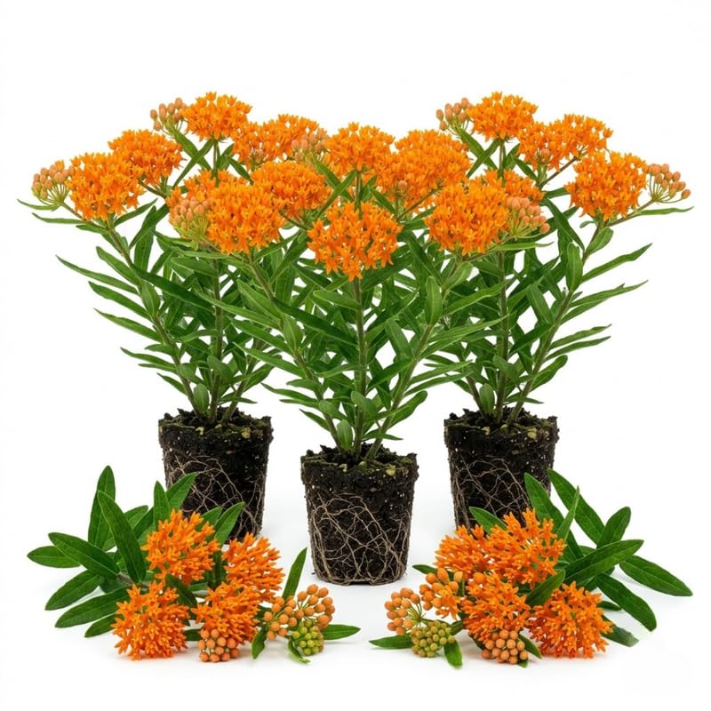 3 Orange Milkweed Plant Live, Asclepias Tuberosa Butterfly Bush, 4-8"