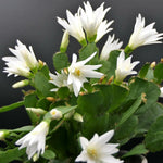 Easter Cactus Plants Live, Spring Bloom, Cold Hardy, 5-9" in Tall, No Pot, Starter Holiday Cactus Plant for Indoor Outdoor Houseplants (White)