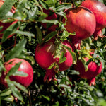Pomegranate Tree Live Plant, 5 to 7 Inc Tall Seedling, Pomegranate Plant for Gardening