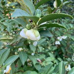 Camellia Sinensis Plants Live, Camellia Plant Live, Green Tea Plant, 5-7 Inches Tall for Indoor Outdoor Growing