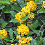 Set 2 Traling Yellow Lantana Plants Live, Perennial Lantana Flowering Plants 4-8 Inches, Bright Flowers Outdoor
